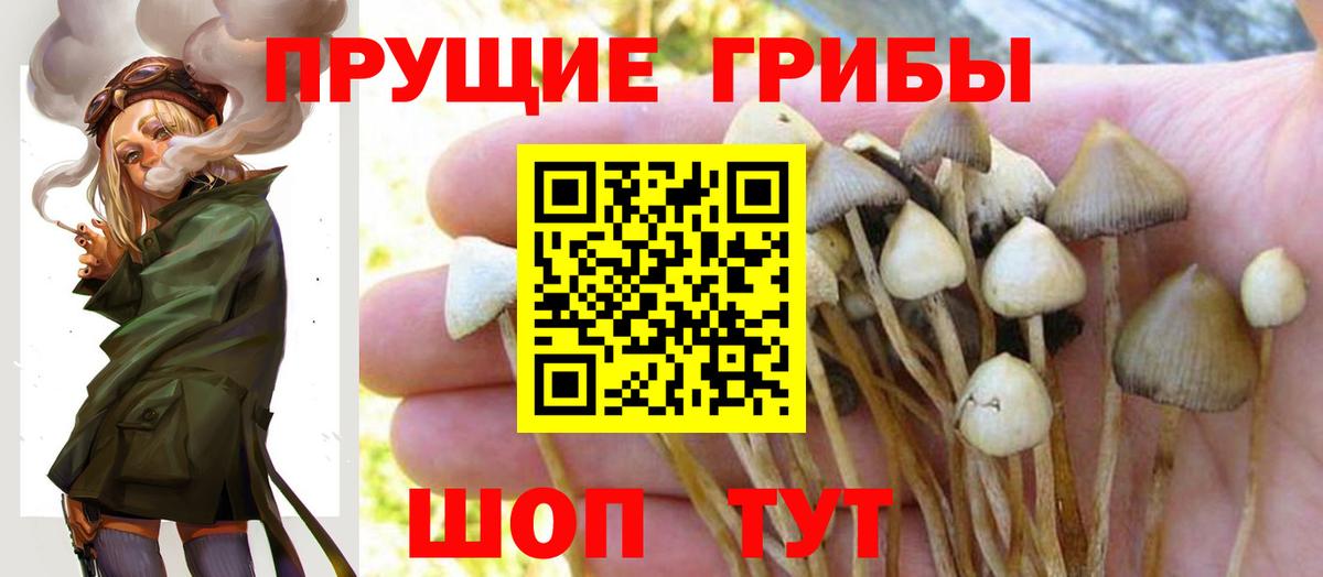 сколько стоит  Вход с VPN  Конаково  Псилоцибиновые грибы GOLDEN TEACHER 